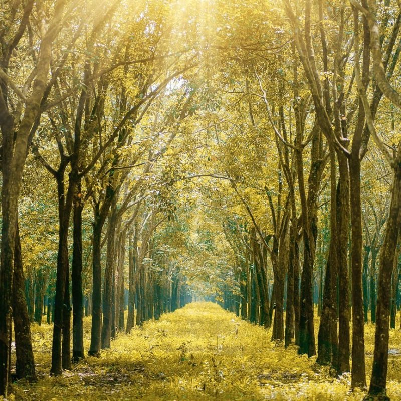 Trees