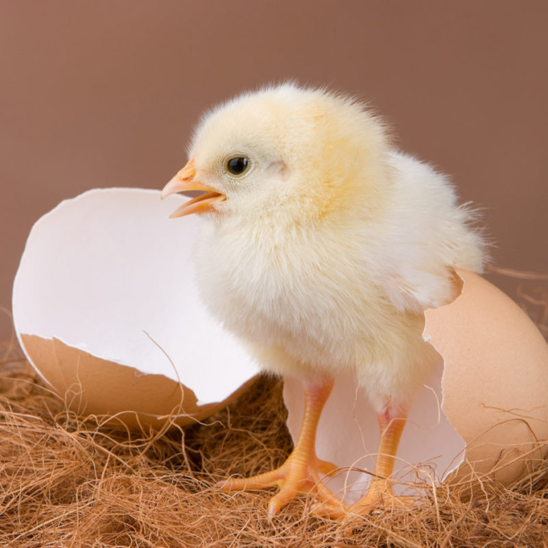 Hatched Chick