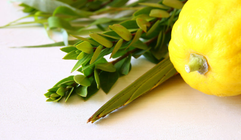 Lulav & Etrog