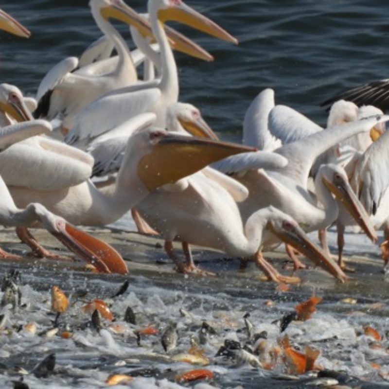 Pelicans