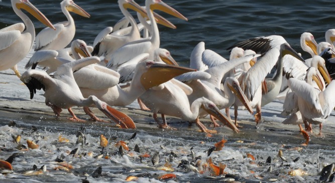 Pelicans