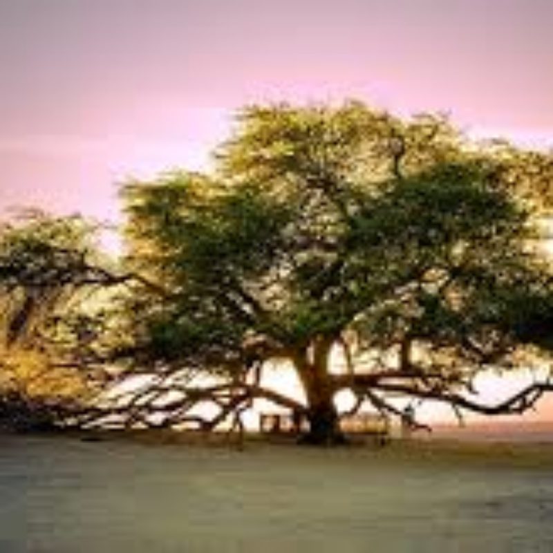 Tree of life