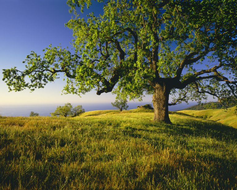 Oak Tree