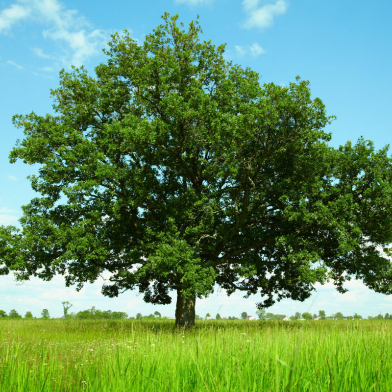 Tree in Field