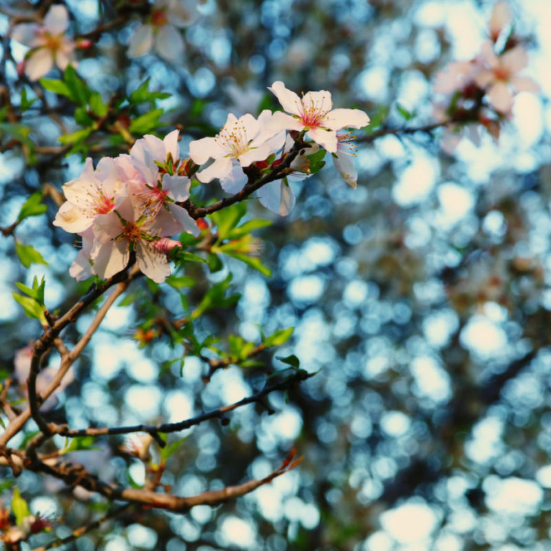 White Cherry Blossoms