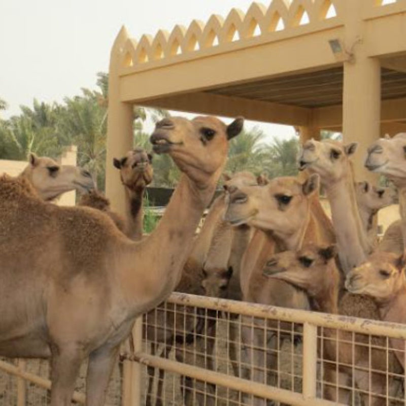 Camel Farm