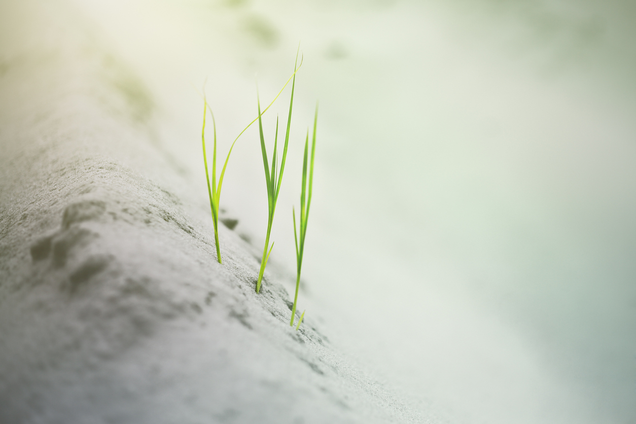 Three blades of grass in the sand. Breaking Matzo