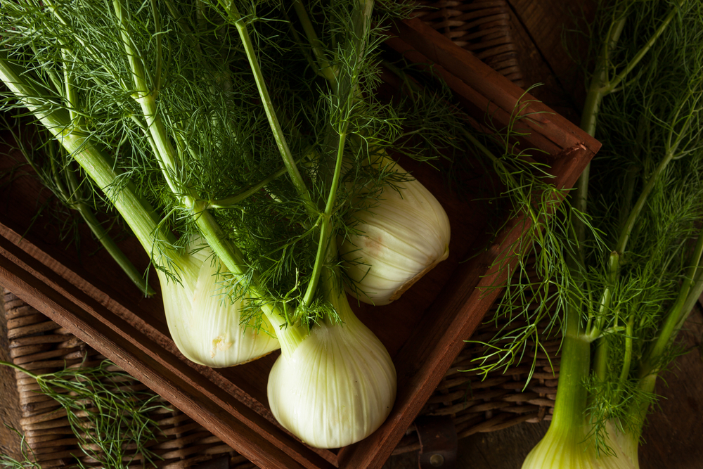 Fennel